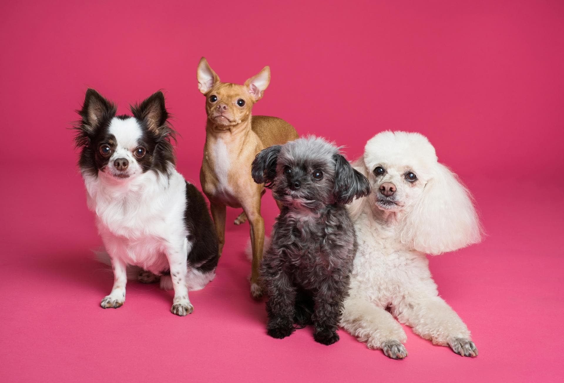 Best Vets in Gateshead